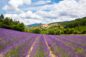 champs de lavande